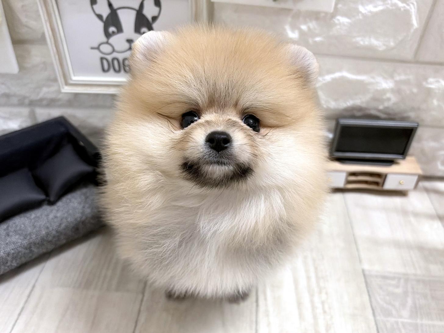 大阪府のポメラニアン (DOGMAN平野瓜破店/2026年5月28日生まれ/女の子/オレンジ)の子犬の1枚目の画像