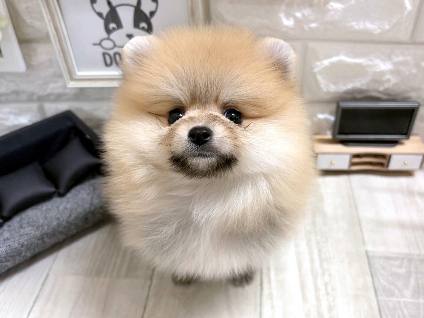大阪府のポメラニアン (DOGMAN平野瓜破店/2026年5月28日生まれ/女の子/オレンジ)の子犬の2枚目の画像