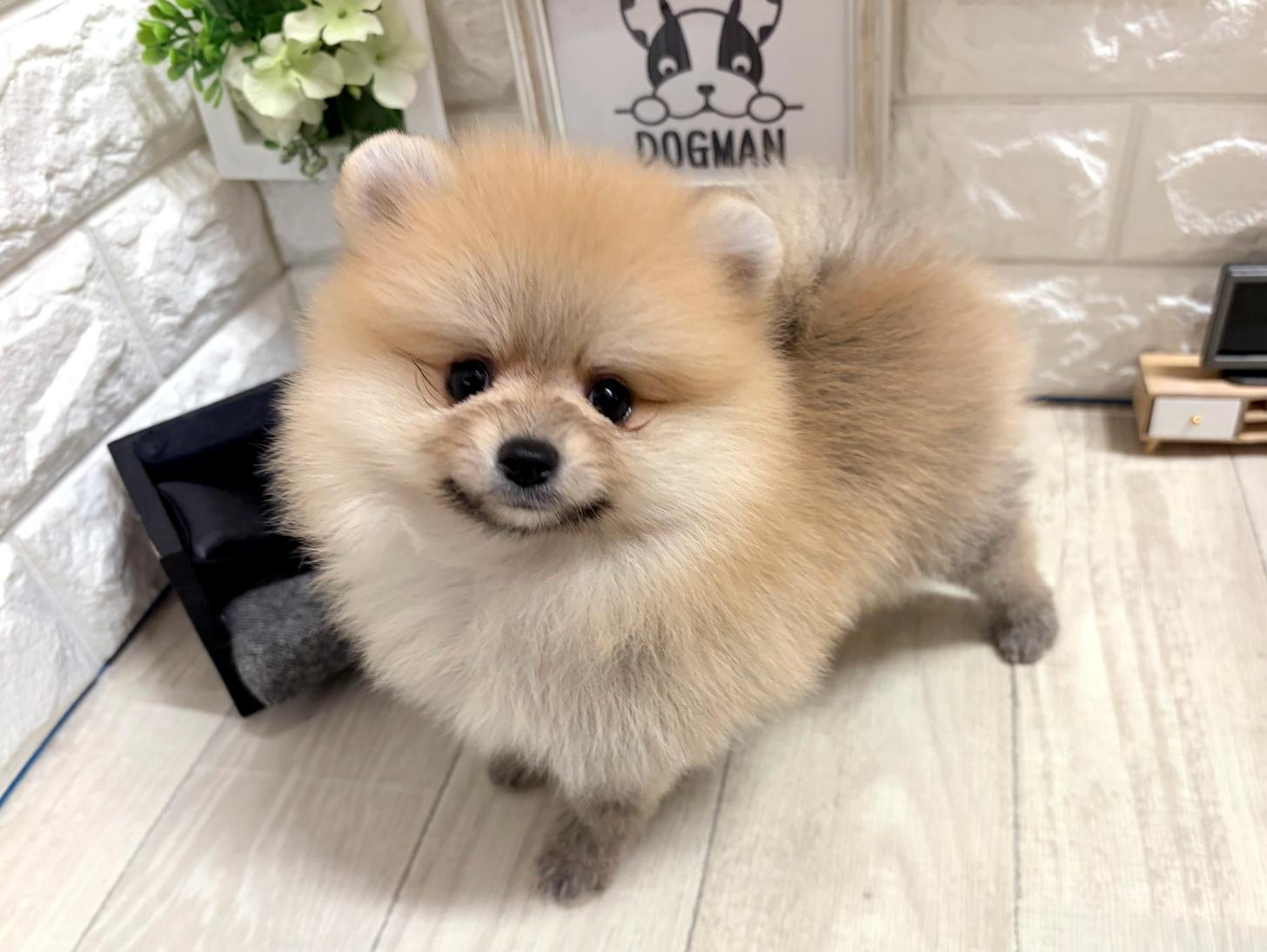 大阪府のポメラニアン (DOGMAN平野瓜破店/2026年5月28日生まれ/女の子/オレンジ)の子犬の3枚目の画像