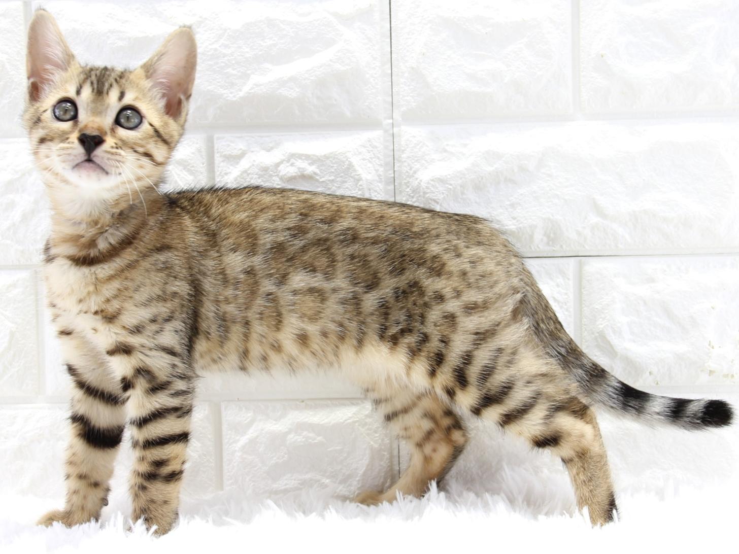 愛知県のベンガル (猫福家 名古屋南店/2025年3月20日生まれ/女の子/ブラウンスポットタビー)の子猫の1枚目の画像