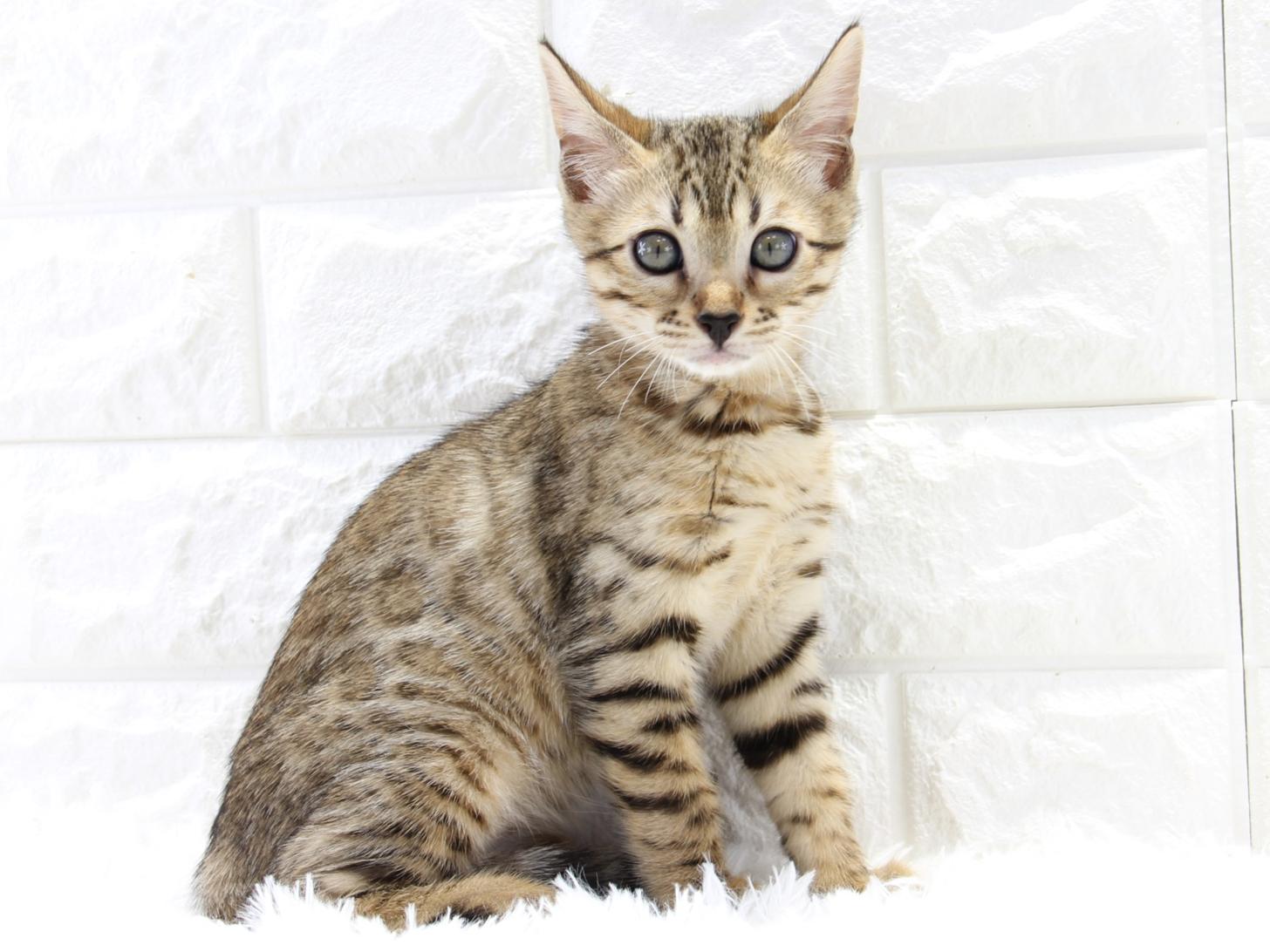 愛知県のベンガル (猫福家 名古屋南店/2025年3月20日生まれ/女の子/ブラウンスポットタビー)の子猫の2枚目の画像
