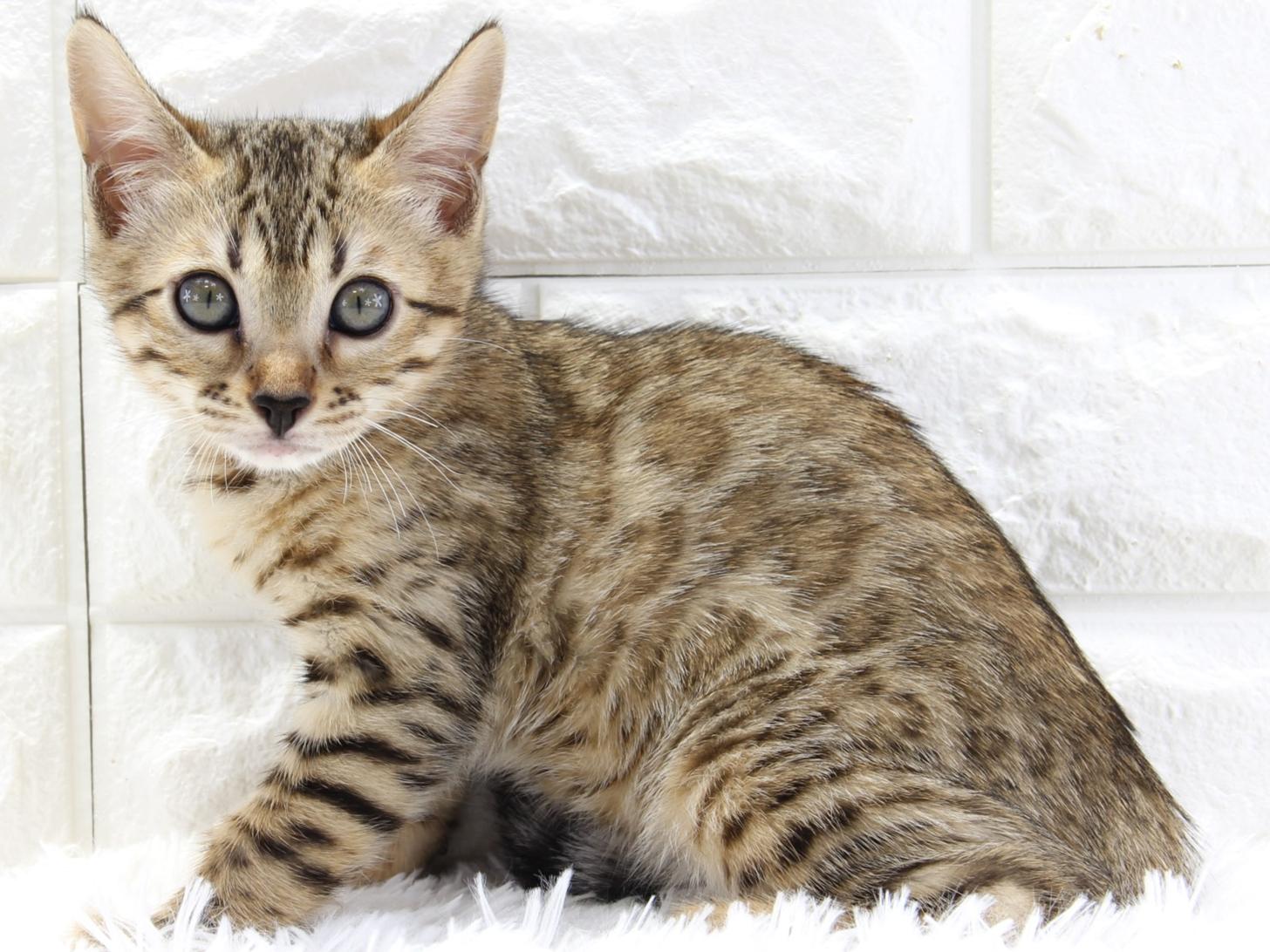 愛知県のベンガル (猫福家 名古屋南店/2025年3月20日生まれ/女の子/ブラウンスポットタビー)の子猫の3枚目の画像