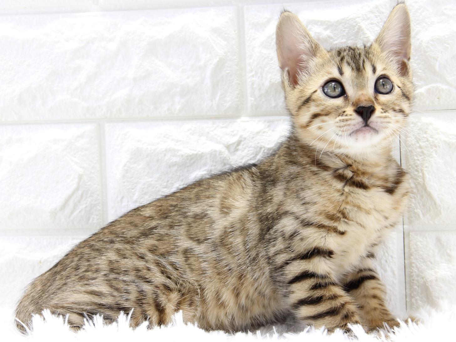愛知県のベンガル (猫福家 名古屋南店/2025年3月20日生まれ/女の子/ブラウンスポットタビー)の子猫の4枚目の画像