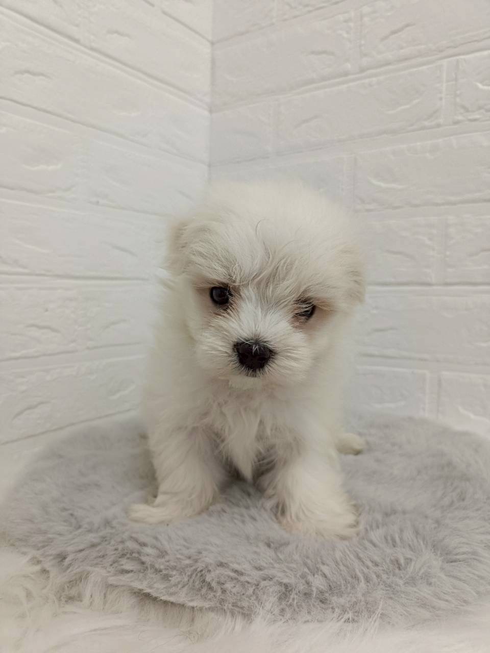 東京都のマルチーズ (ペットショップcoco東京港区店/2026年2月2日生まれ/男の子/ホワイト)の子犬