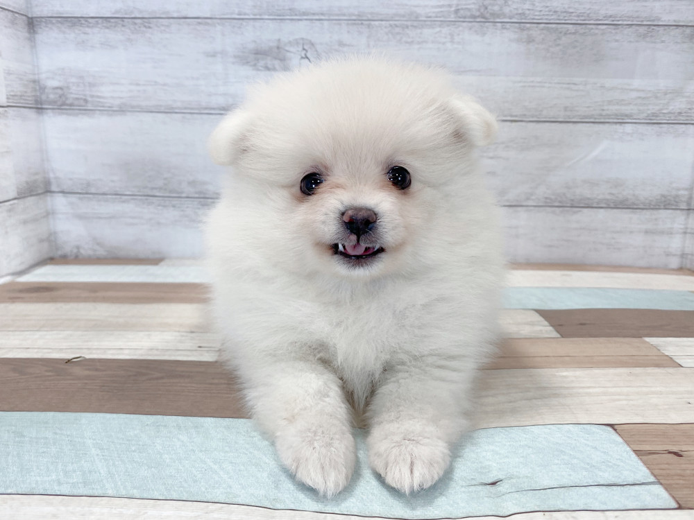 新潟県のポメラニアン (竹内ペット 新津本店/2025年8月22日生まれ/女の子/クリーム)の子犬の1枚目の画像