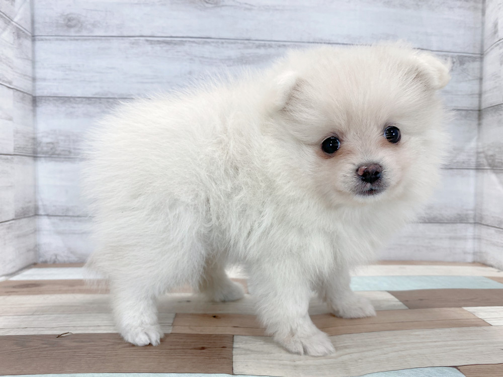 新潟県のポメラニアン (竹内ペット 新津本店/2025年8月22日生まれ/女の子/クリーム)の子犬の2枚目の画像