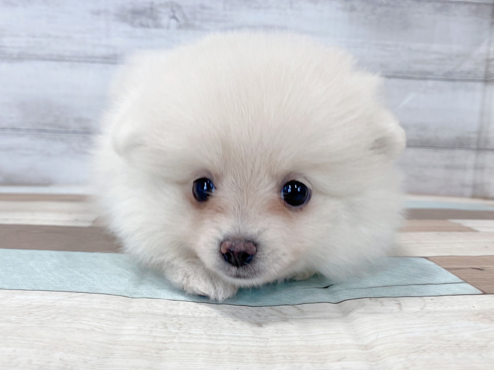 新潟県のポメラニアン (竹内ペット 新津本店/2025年8月22日生まれ/女の子/クリーム)の子犬の3枚目の画像