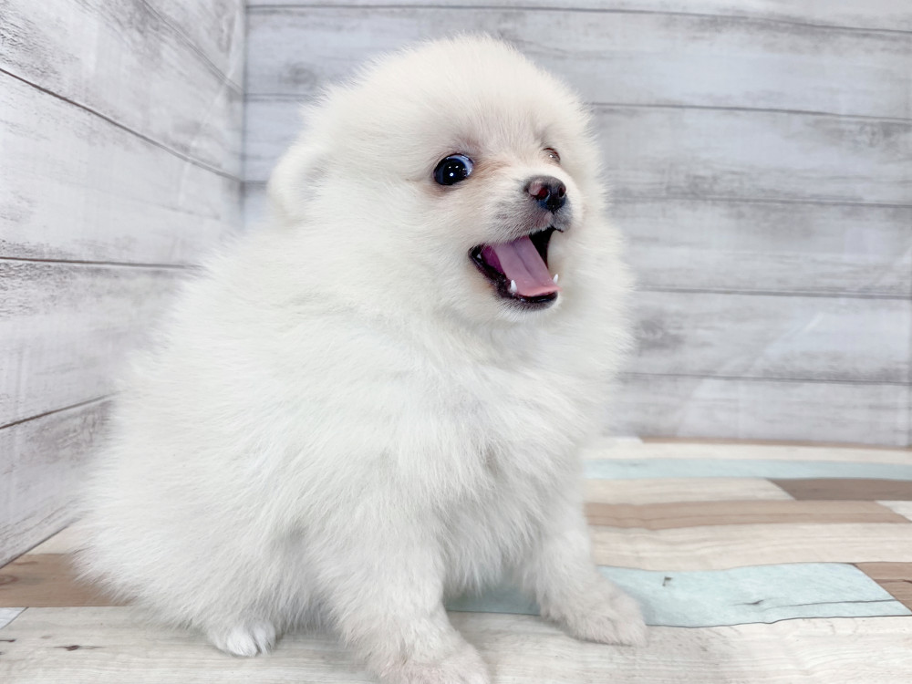 新潟県のポメラニアン (竹内ペット 新津本店/2025年8月22日生まれ/女の子/クリーム)の子犬の4枚目の画像