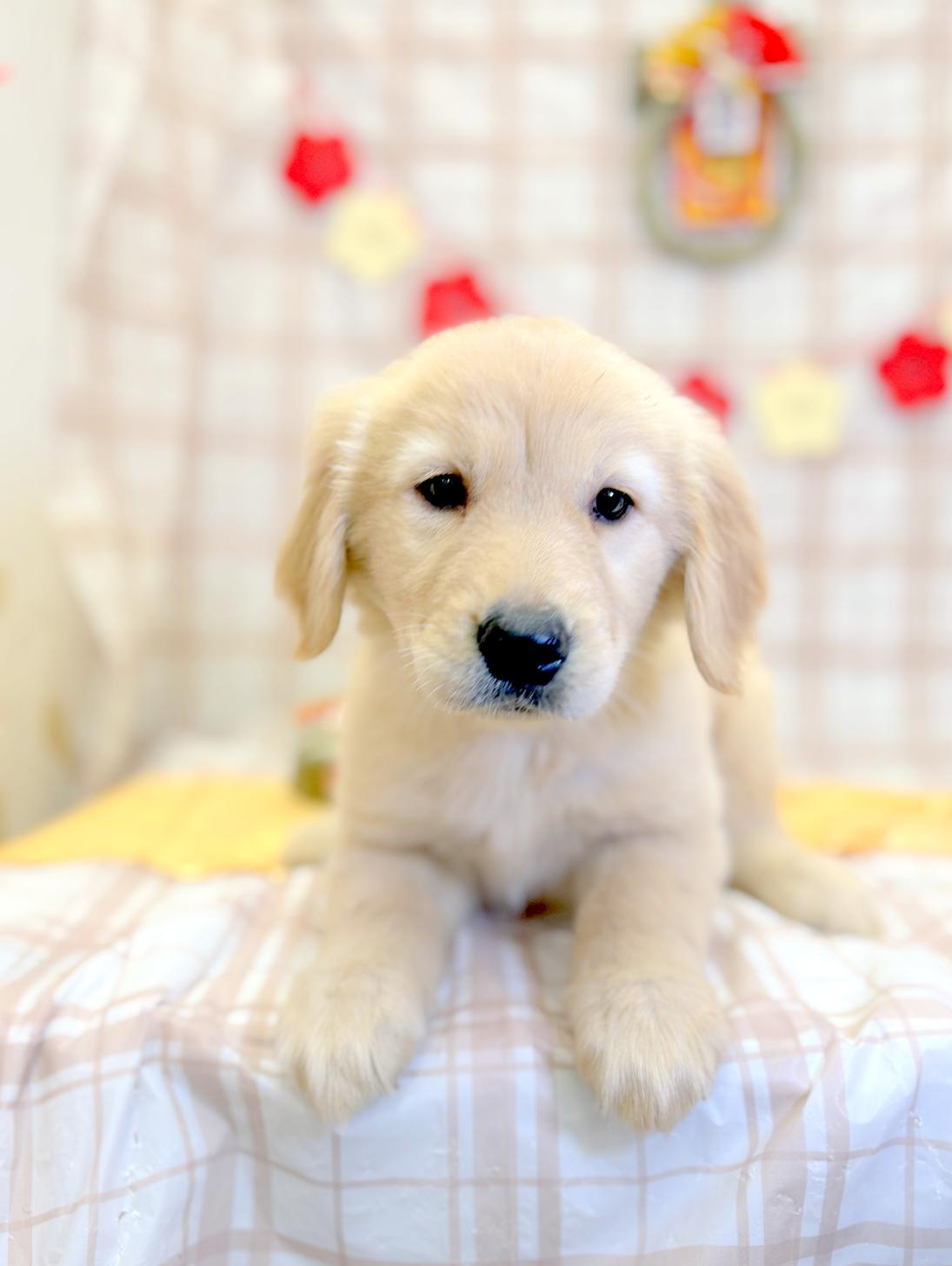 北海道のゴールデンレトリバー (ラブワンコ平岸店/2025年11月28日生まれ/女の子/ゴールデン)の子犬