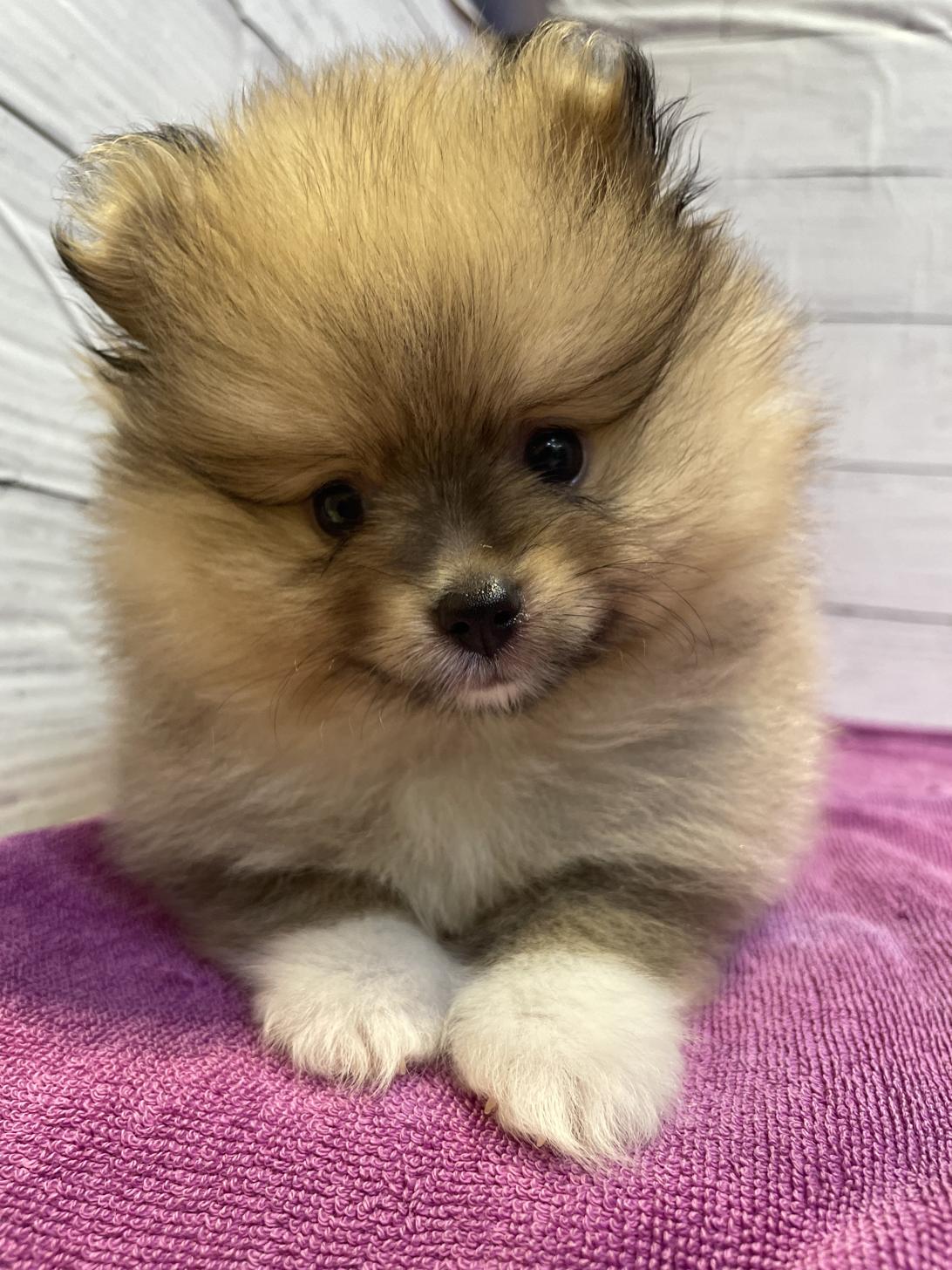 北海道のポメラニアン (ペットフェイス大谷地店/2026年8月6日生まれ/男の子/ウルフセーブル)の子犬の1枚目の画像