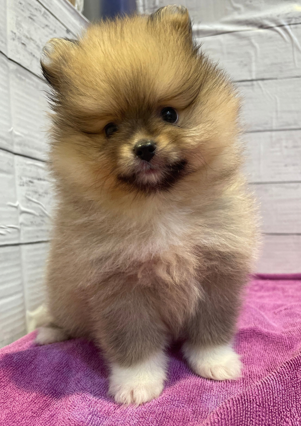 北海道のポメラニアン (ペットフェイス大谷地店/2026年8月6日生まれ/男の子/ウルフセーブル)の子犬の2枚目の画像