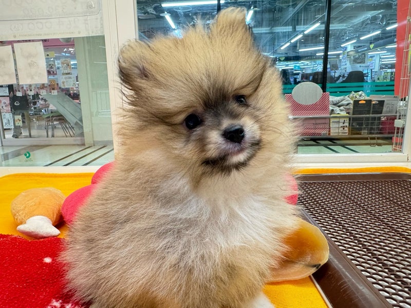 北海道のポメラニアン (ペットフェイス大谷地店/2026年8月6日生まれ/男の子/ウルフセーブル)の子犬の4枚目の画像