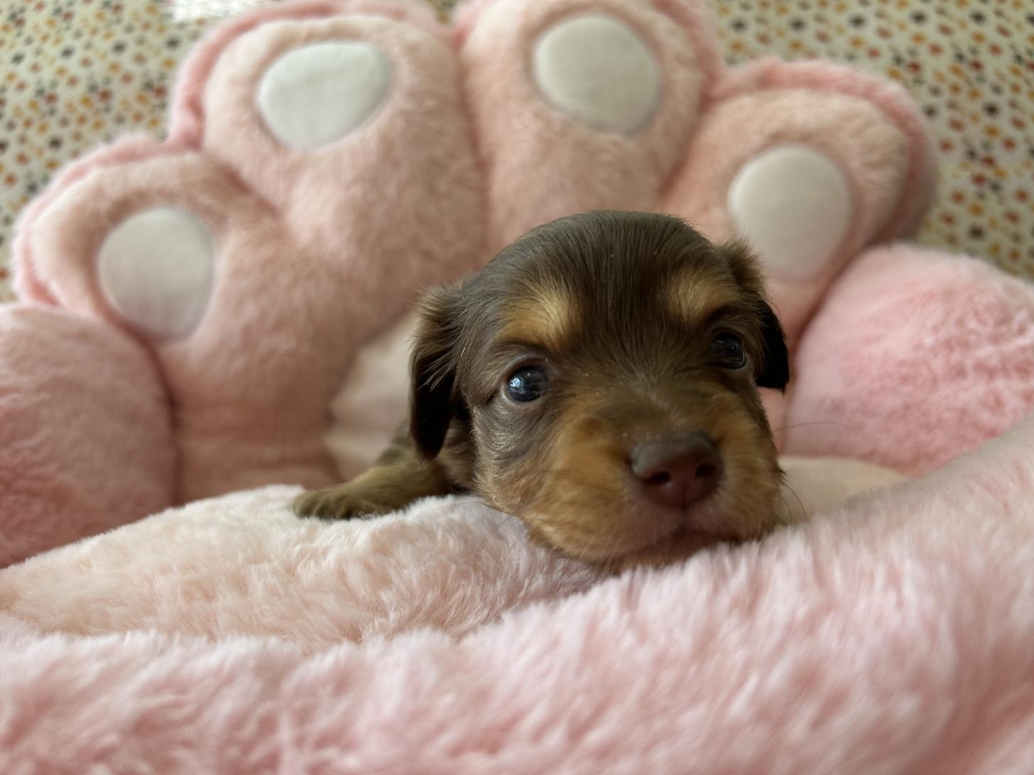 佐賀県のチワックス(チワワ×ダックス) (スタードッグス新鳥栖店/2025年9月25日生まれ/女の子/チョコレートタンホワイト)の子犬