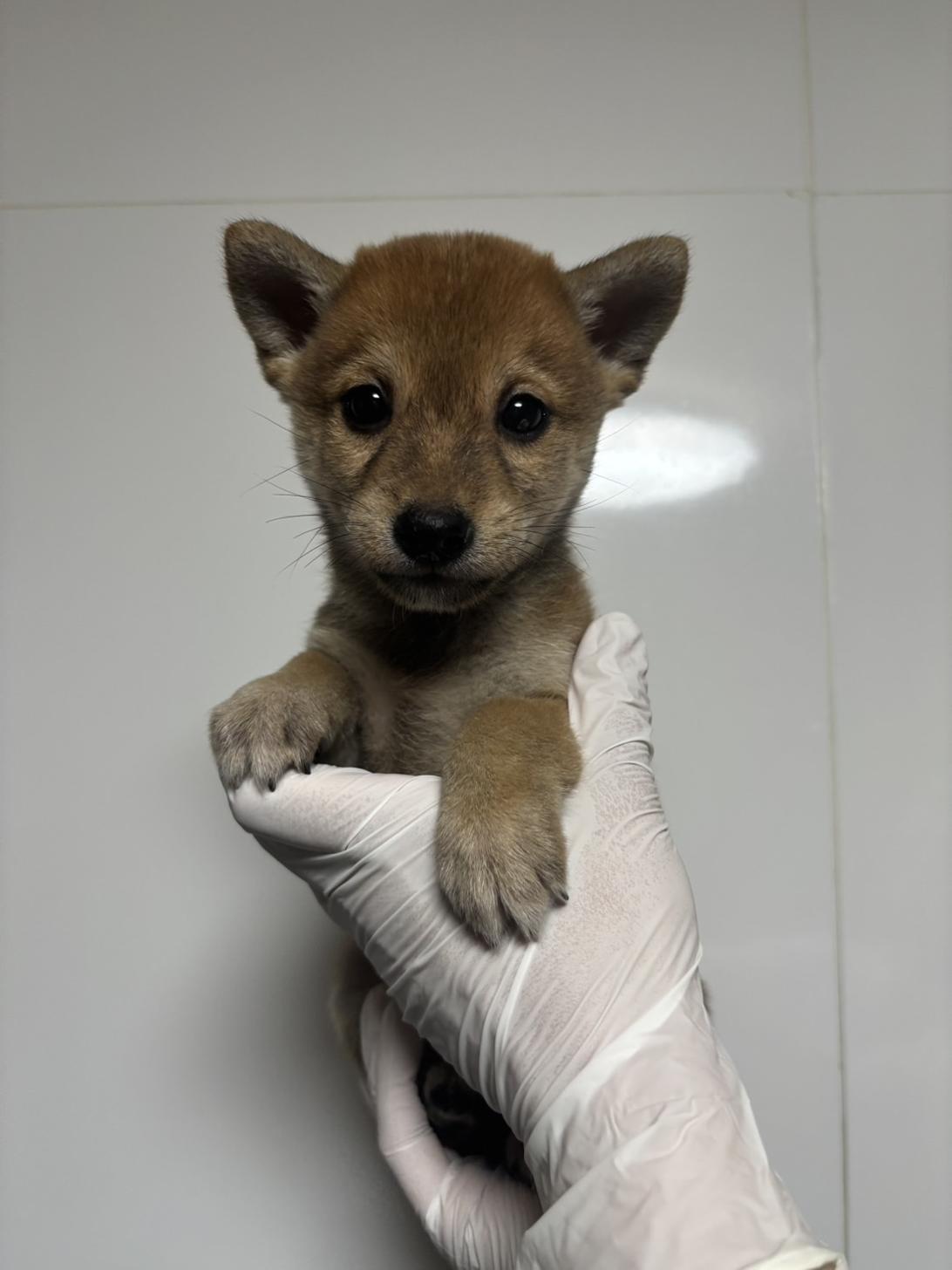 埼玉県の豆柴 (ペッツスマイル加須インター店/2026年8月12日生まれ/女の子/赤)の子犬の1枚目の画像