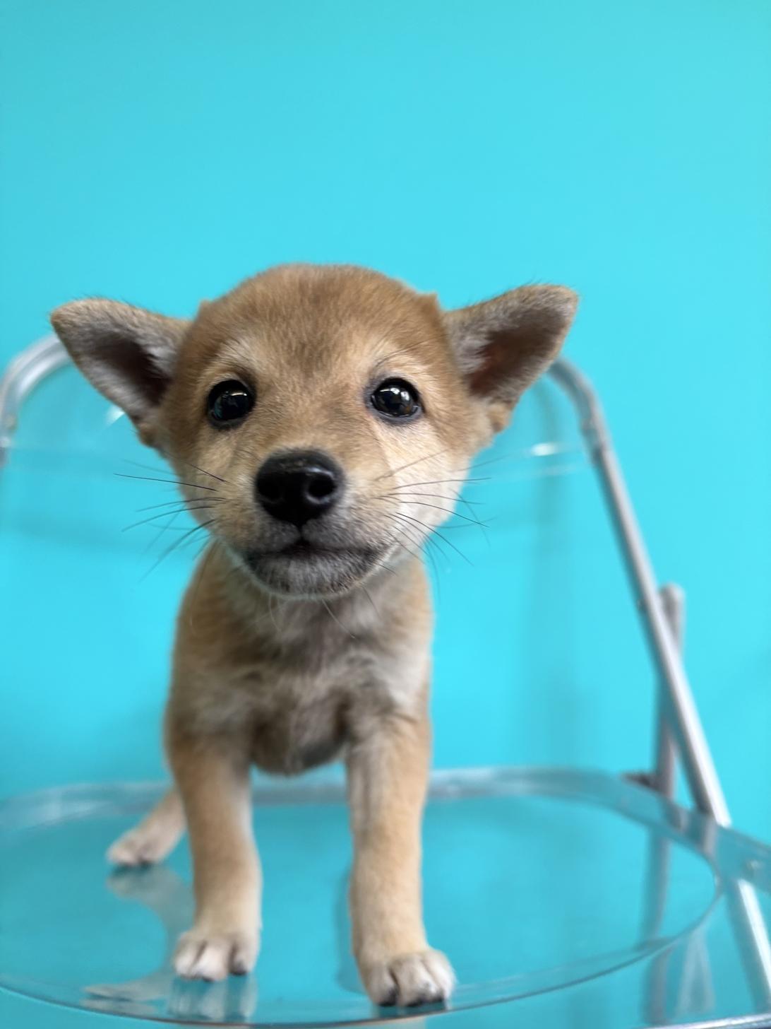 埼玉県の豆柴 (ペッツスマイル加須インター店/2026年8月12日生まれ/女の子/赤)の子犬の2枚目の画像