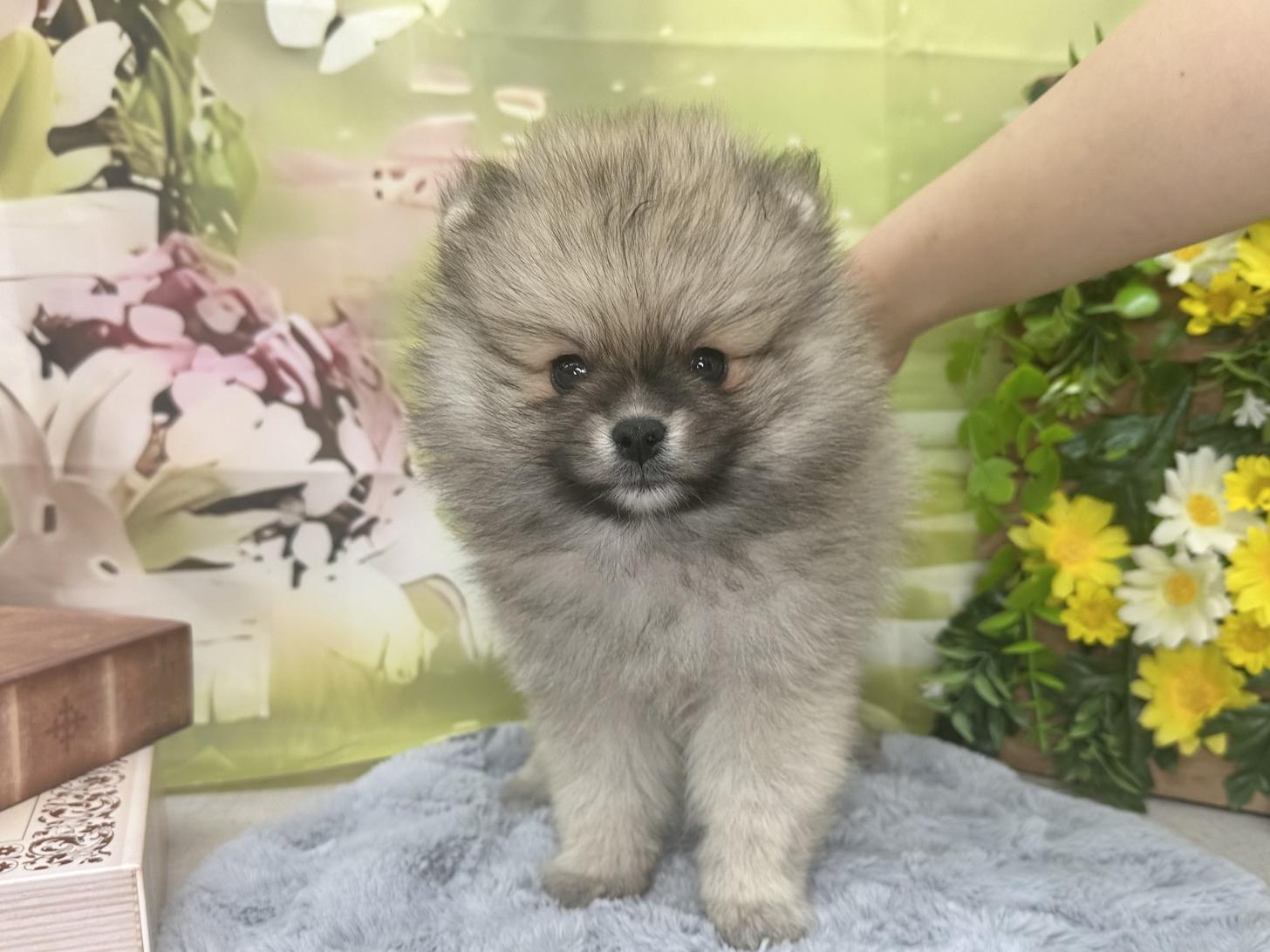 北海道のポメラニアン (ラブワンコ カインズ大曲店/2025年8月9日生まれ/男の子/ウルフセーブル)の子犬の1枚目の画像