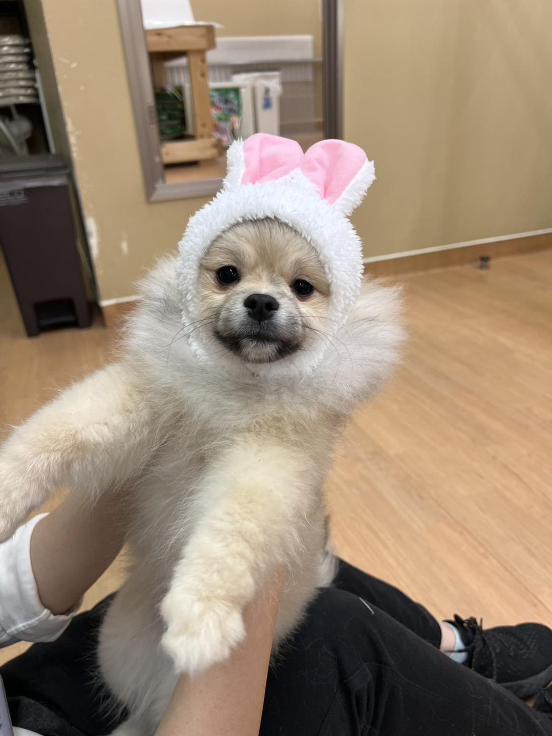 北海道のポメラニアン (ラブワンコ カインズ大曲店/2025年8月9日生まれ/男の子/ウルフセーブル)の子犬の2枚目の画像