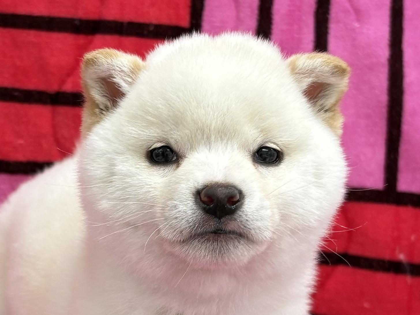 愛知県の豆柴 (ハピースペット春日井アミーゴ店/2025年11月15日生まれ/女の子/白)の子犬の2枚目の画像