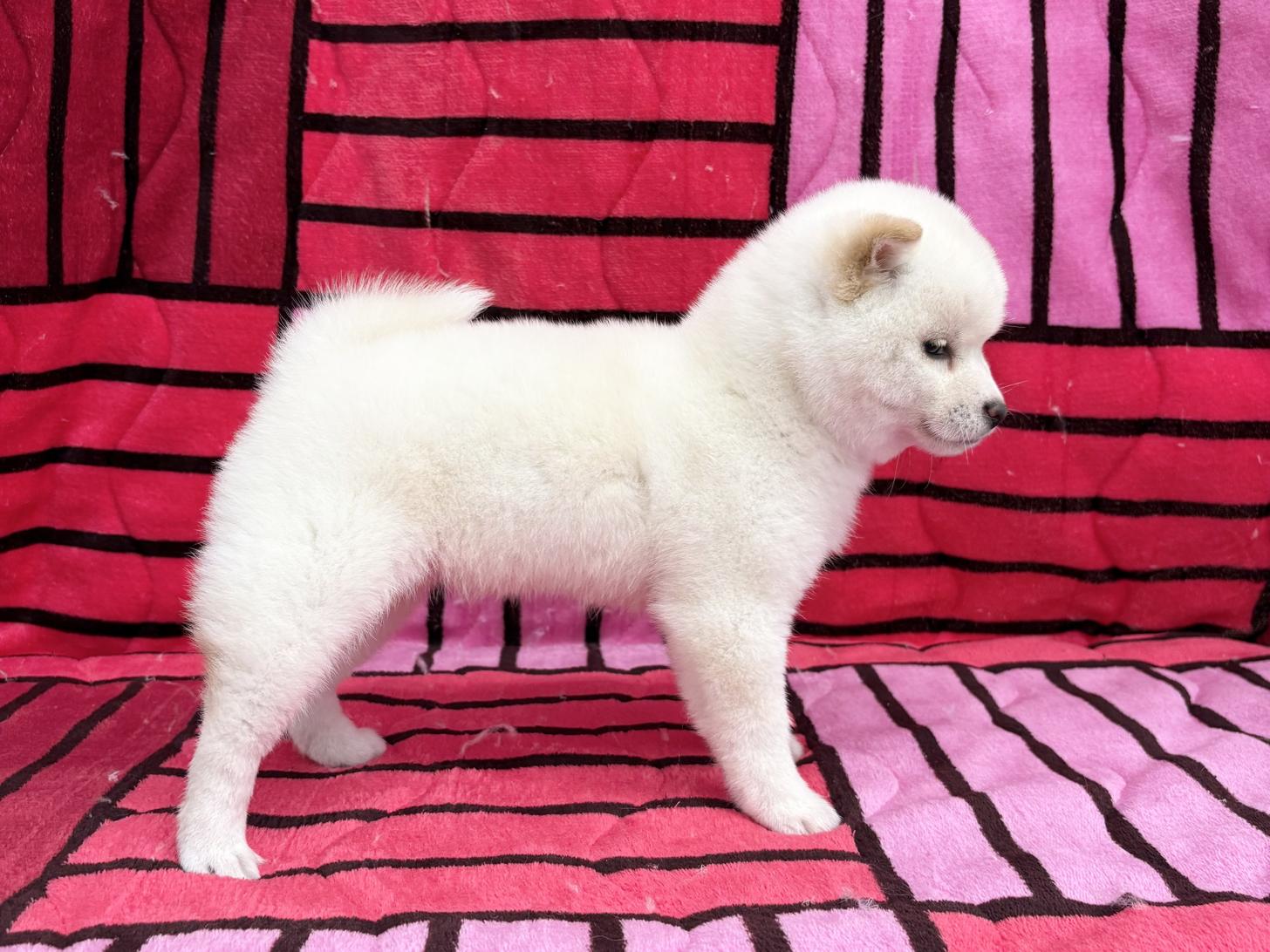 愛知県の豆柴 (ハピースペット春日井アミーゴ店/2025年11月15日生まれ/女の子/白)の子犬の3枚目の画像