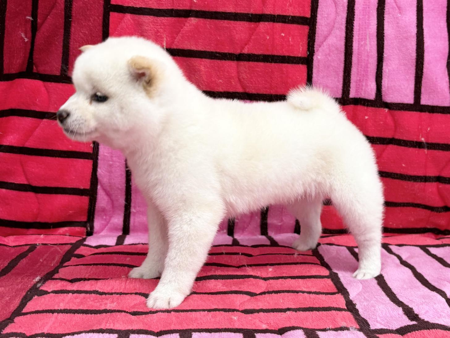 愛知県の豆柴 (ハピースペット春日井アミーゴ店/2025年11月15日生まれ/女の子/白)の子犬の4枚目の画像