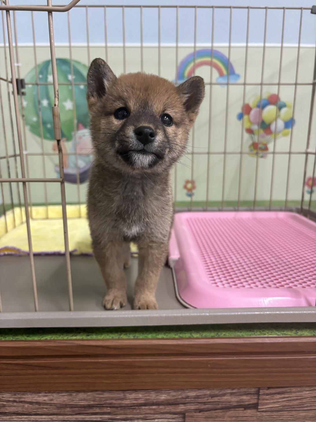 愛知県の柴犬(標準サイズ) (子いぬの足あと/2024年9月28日生まれ/女の子/赤)の子犬