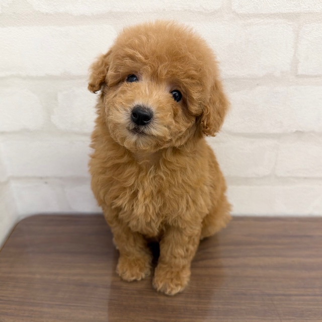 東京都のトイプードル(トイ) (ペッツコンシェルMitteN府中店/2026年1月15日生まれ/男の子/アプリコット)の子犬