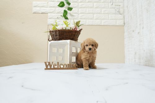 滋賀県のトイプードル(タイニー) (いっぷく湖南店/2026年1月15日生まれ/男の子/オレンジフォーン)の子犬の1枚目の画像