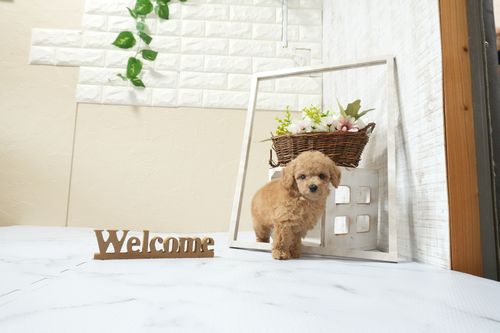 滋賀県のトイプードル(タイニー) (いっぷく湖南店/2026年1月15日生まれ/男の子/オレンジフォーン)の子犬の2枚目の画像