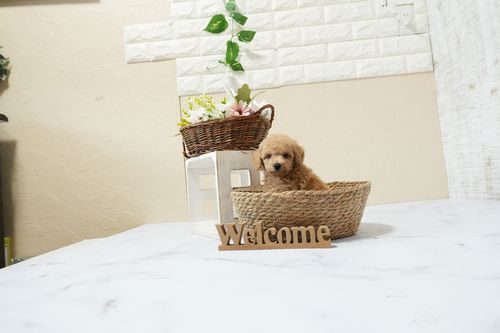 滋賀県のトイプードル(タイニー) (いっぷく湖南店/2026年1月15日生まれ/男の子/オレンジフォーン)の子犬の3枚目の画像