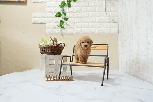 滋賀県のトイプードル(タイニー) (いっぷく湖南店/2026年1月15日生まれ/男の子/オレンジフォーン)の子犬の4枚目の画像