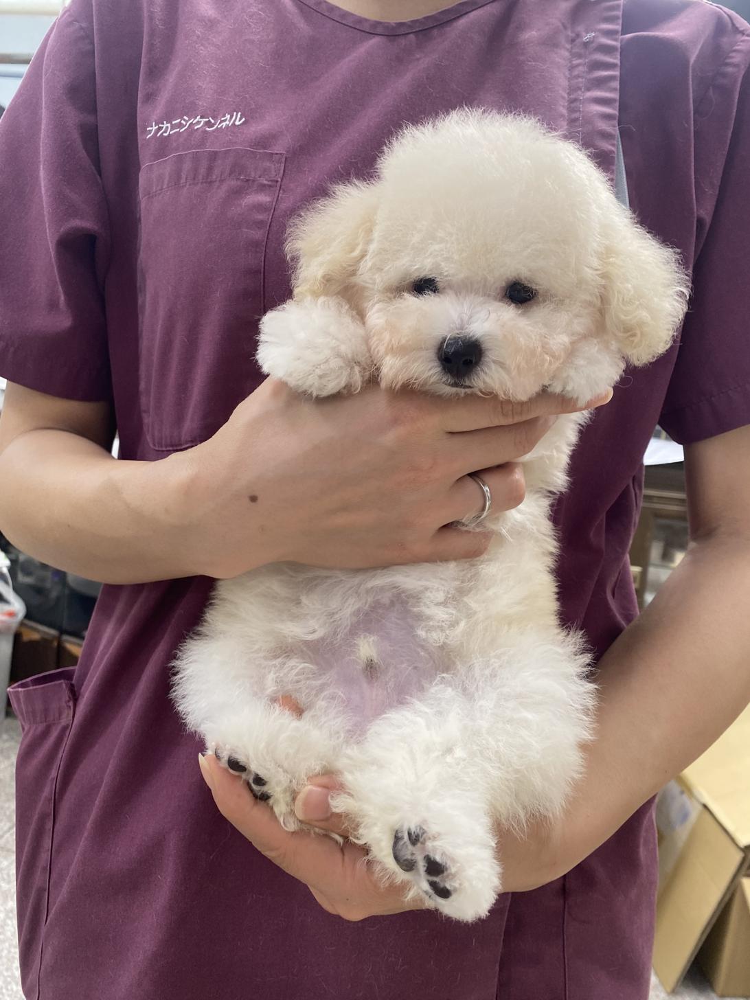 滋賀県のタイニープードル (ナカニシケンネル/2025年7月20日生まれ/男の子/ペールフォーン)の子犬