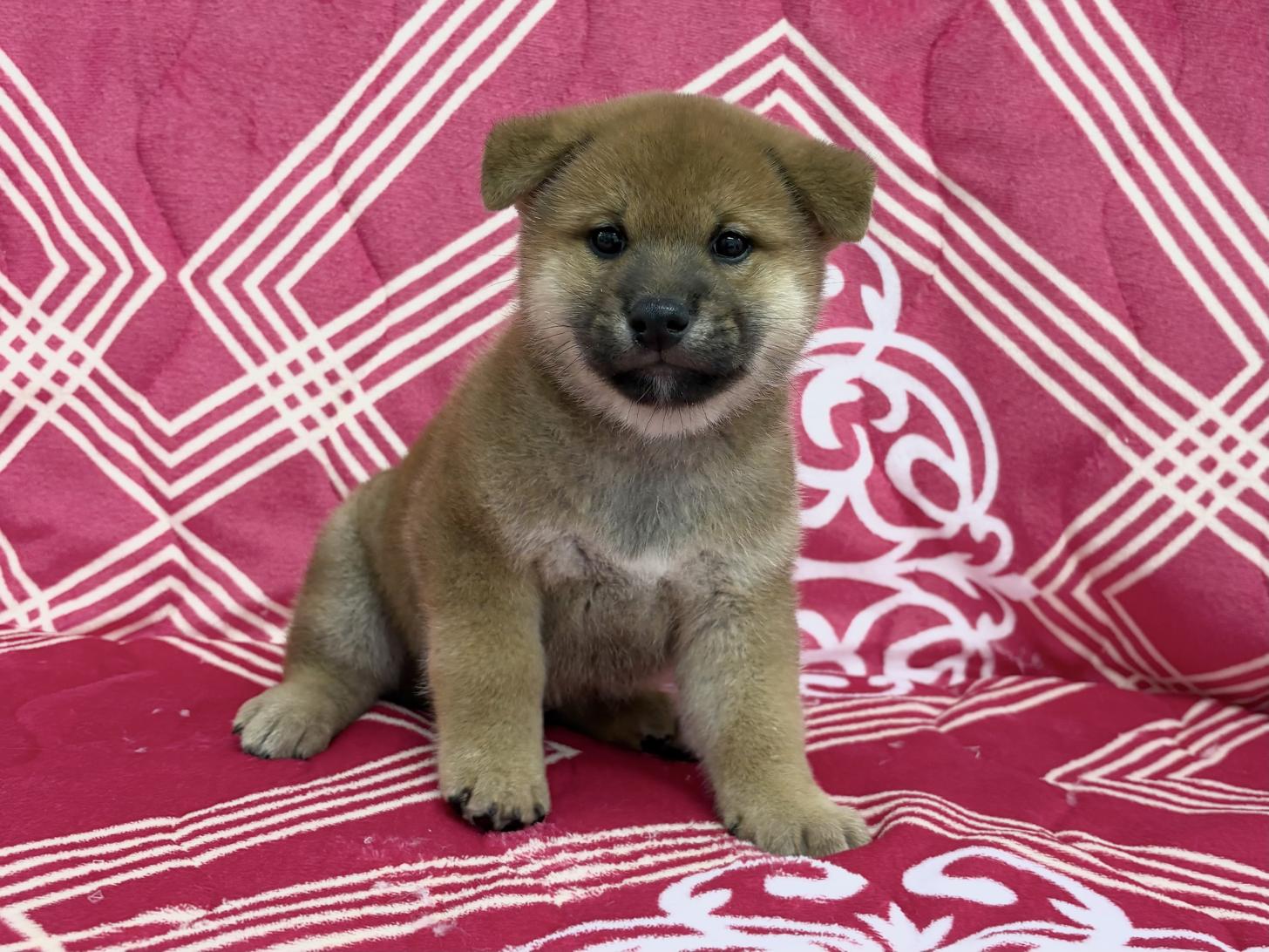 愛知県の柴犬(標準サイズ) (ハピースペット春日井アミーゴ店/2026年3月17日生まれ/男の子/赤)の子犬
