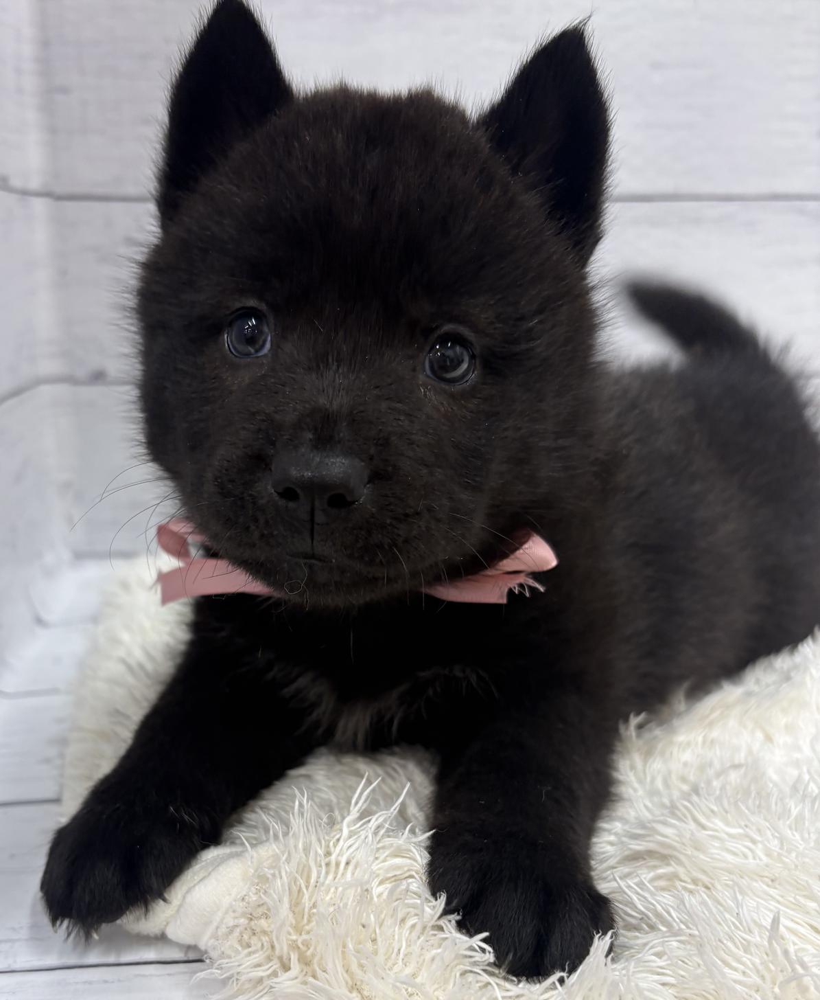 千葉県のハーフ犬・ミックス犬 (ペッツワン佐倉店/2026年3月7日生まれ/男の子/ブラック)の子犬の1枚目の画像