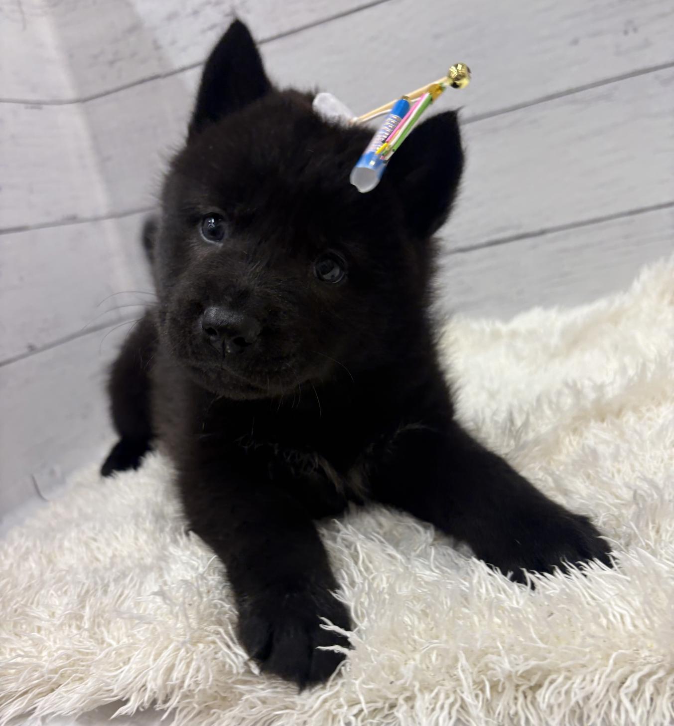 千葉県のハーフ犬・ミックス犬 (ペッツワン佐倉店/2026年3月7日生まれ/男の子/ブラック)の子犬の2枚目の画像