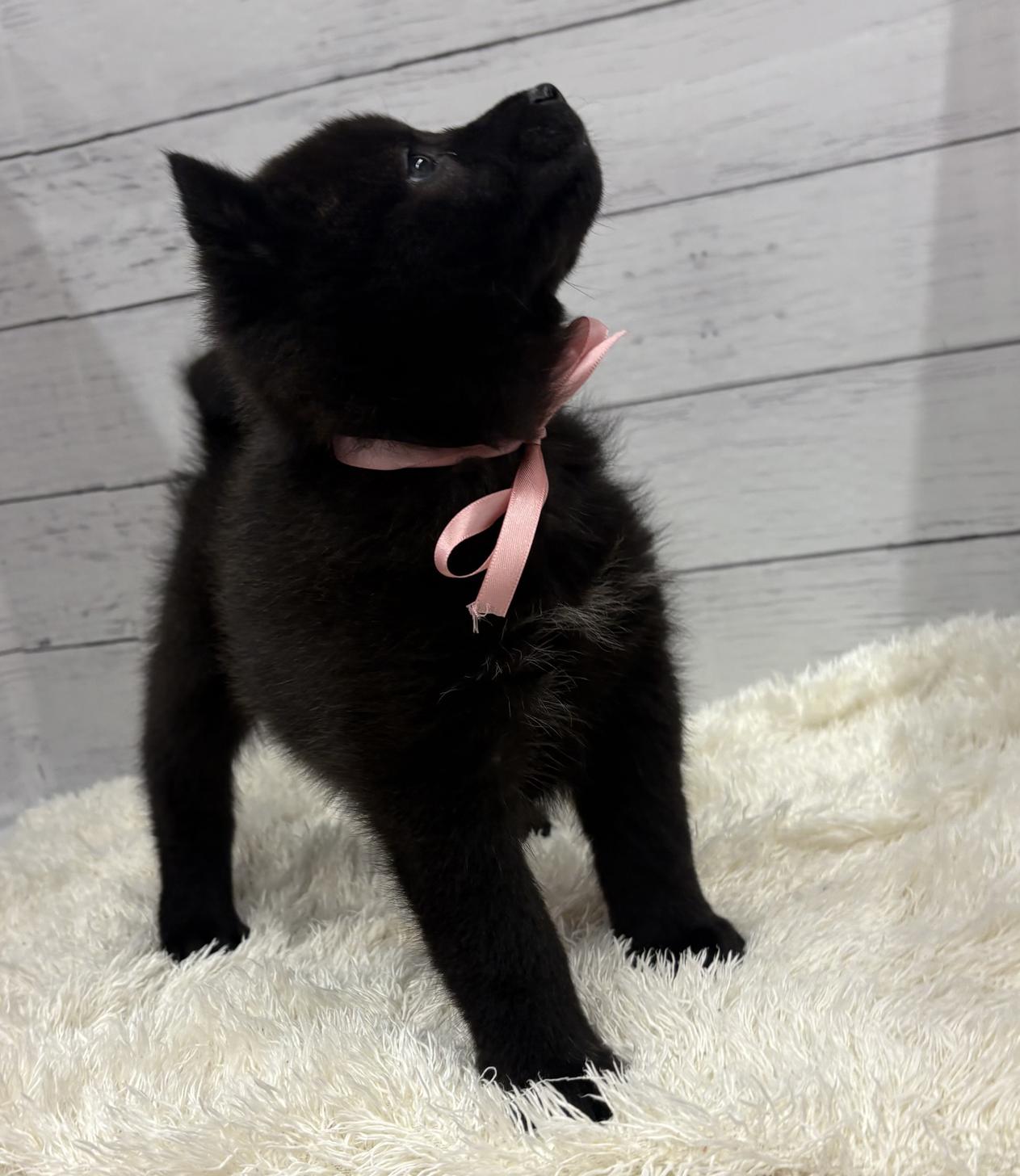 千葉県のハーフ犬・ミックス犬 (ペッツワン佐倉店/2026年3月7日生まれ/男の子/ブラック)の子犬の3枚目の画像