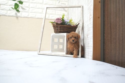 滋賀県のトイプードル(トイ) (いっぷく湖南店/2025年11月10日生まれ/女の子/レッドフォーン)の子犬