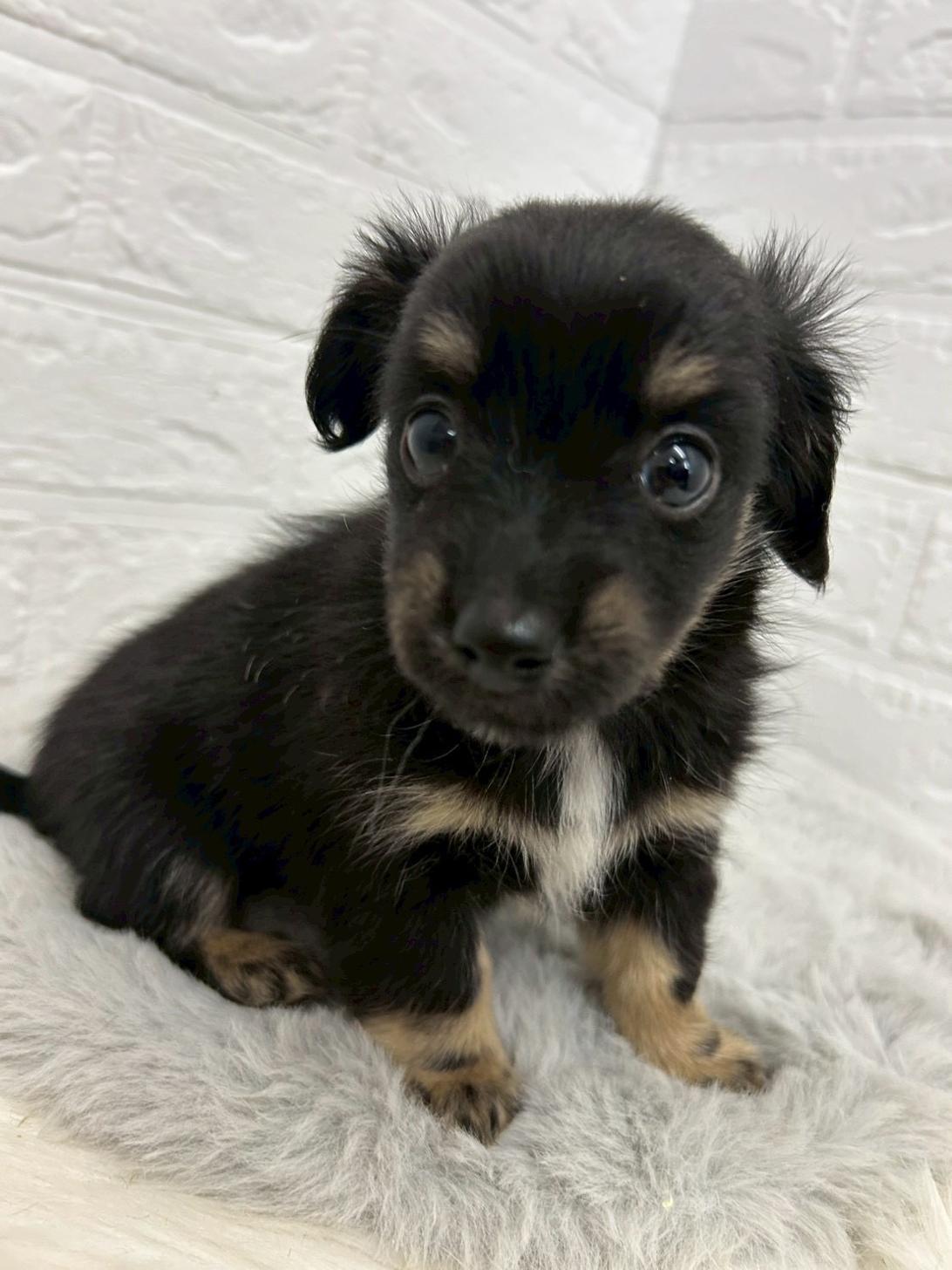 東京都のチワックス(チワワ×ダックス) (ペットショップcoco東京港区店/2026年1月12日生まれ/男の子/ブラックタン)の子犬