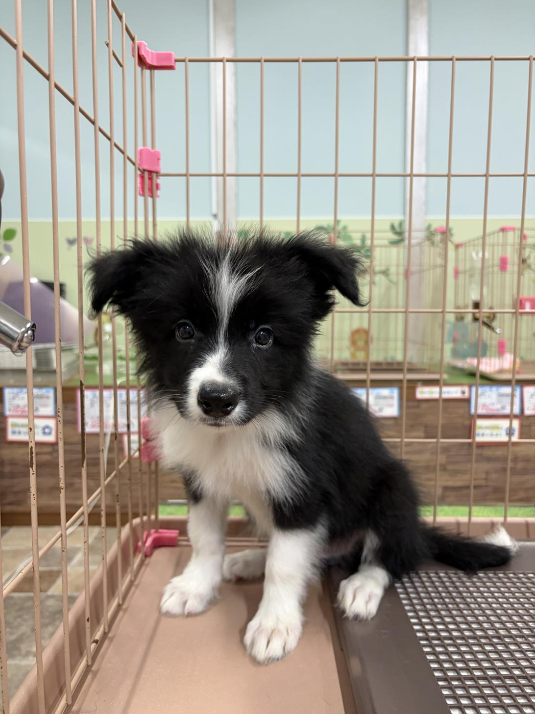 愛知県のボーダーコリー (子いぬの足あと/2026年6月4日生まれ/男の子/ブラックホワイト)の子犬