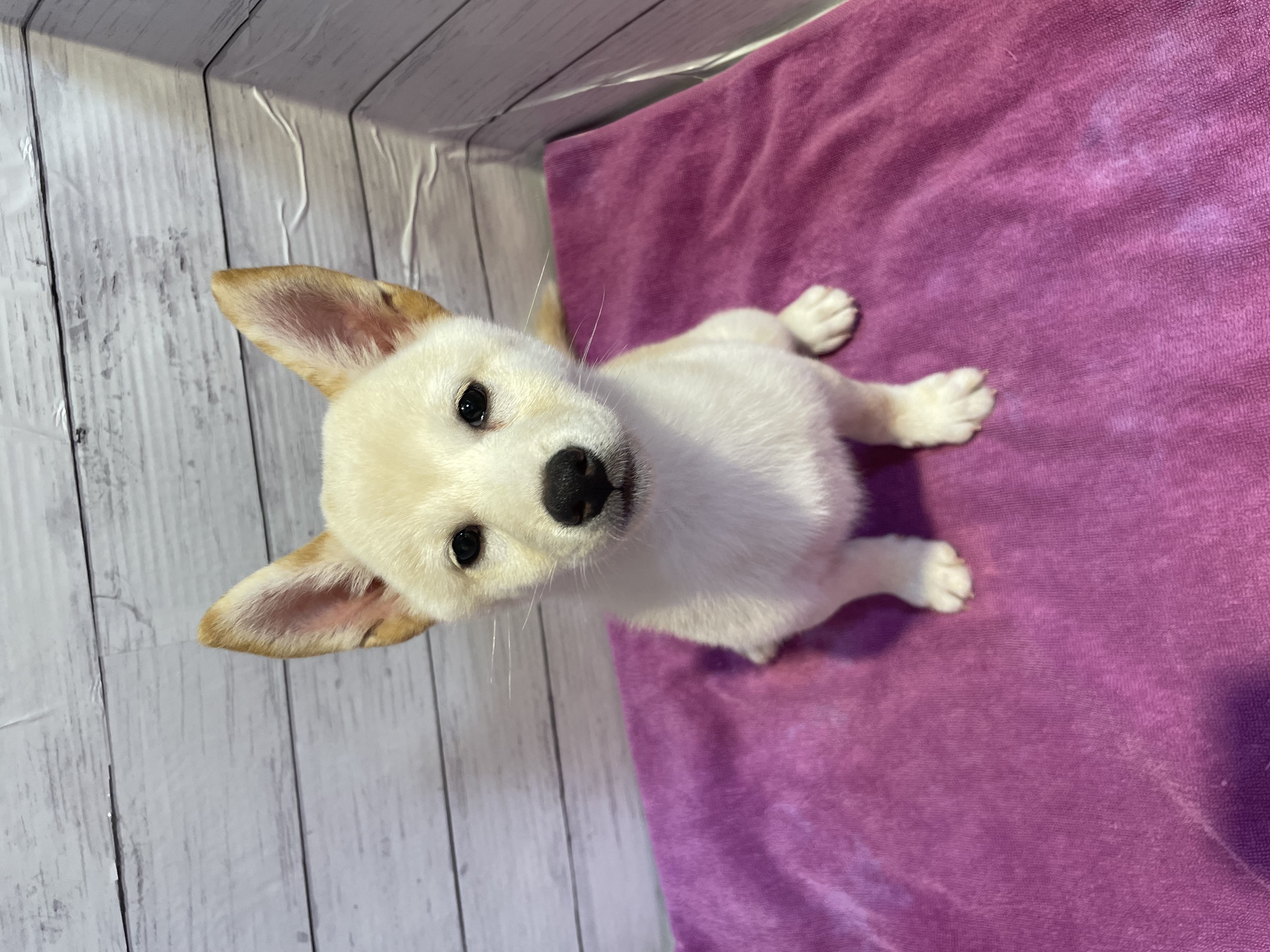 北海道の柴犬(標準サイズ) (ペットフェイス大谷地店/2026年6月29日生まれ/女の子/白)の子犬の1枚目の画像