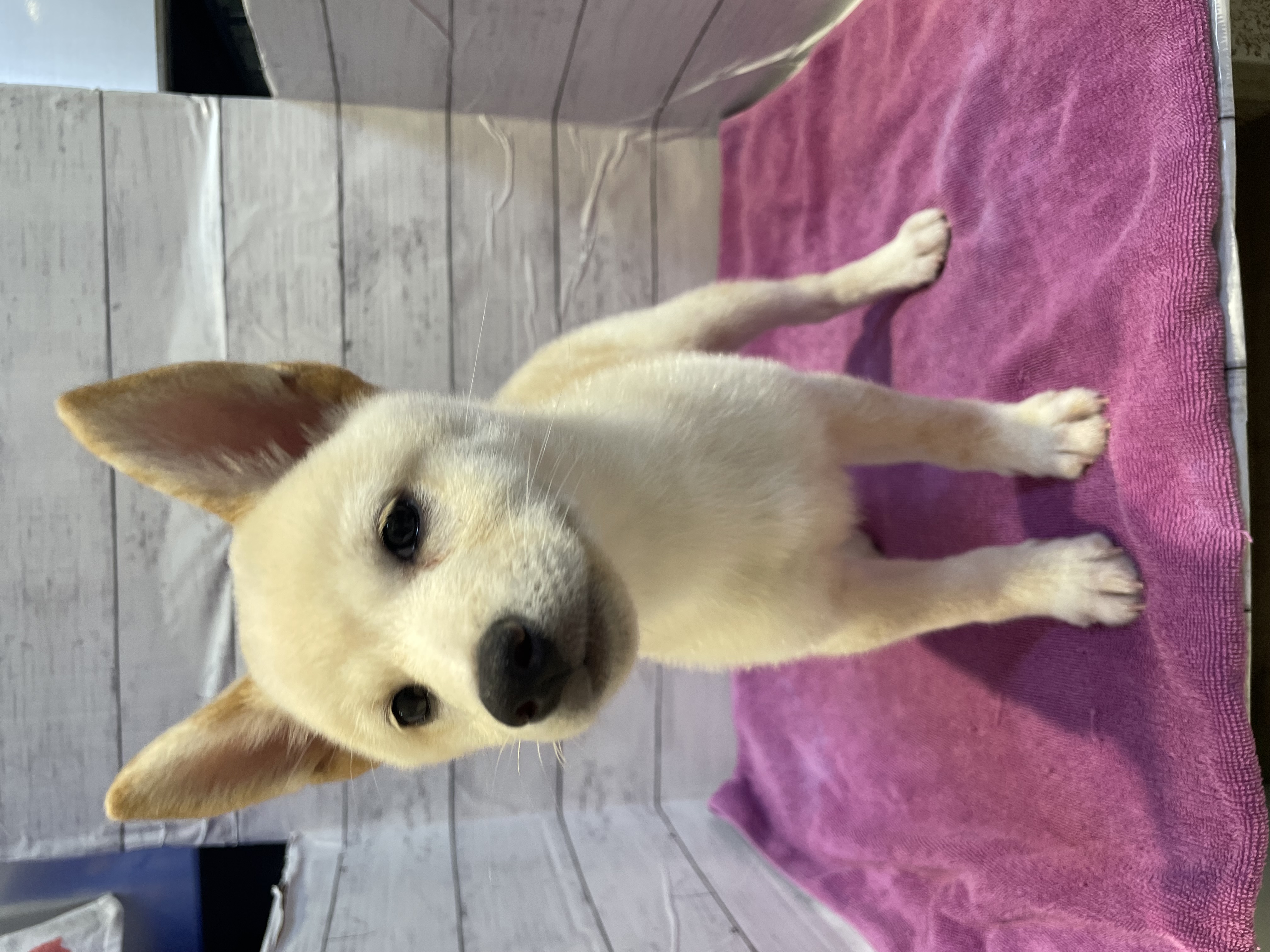 北海道の柴犬(標準サイズ) (ペットフェイス大谷地店/2026年6月29日生まれ/女の子/白)の子犬の2枚目の画像