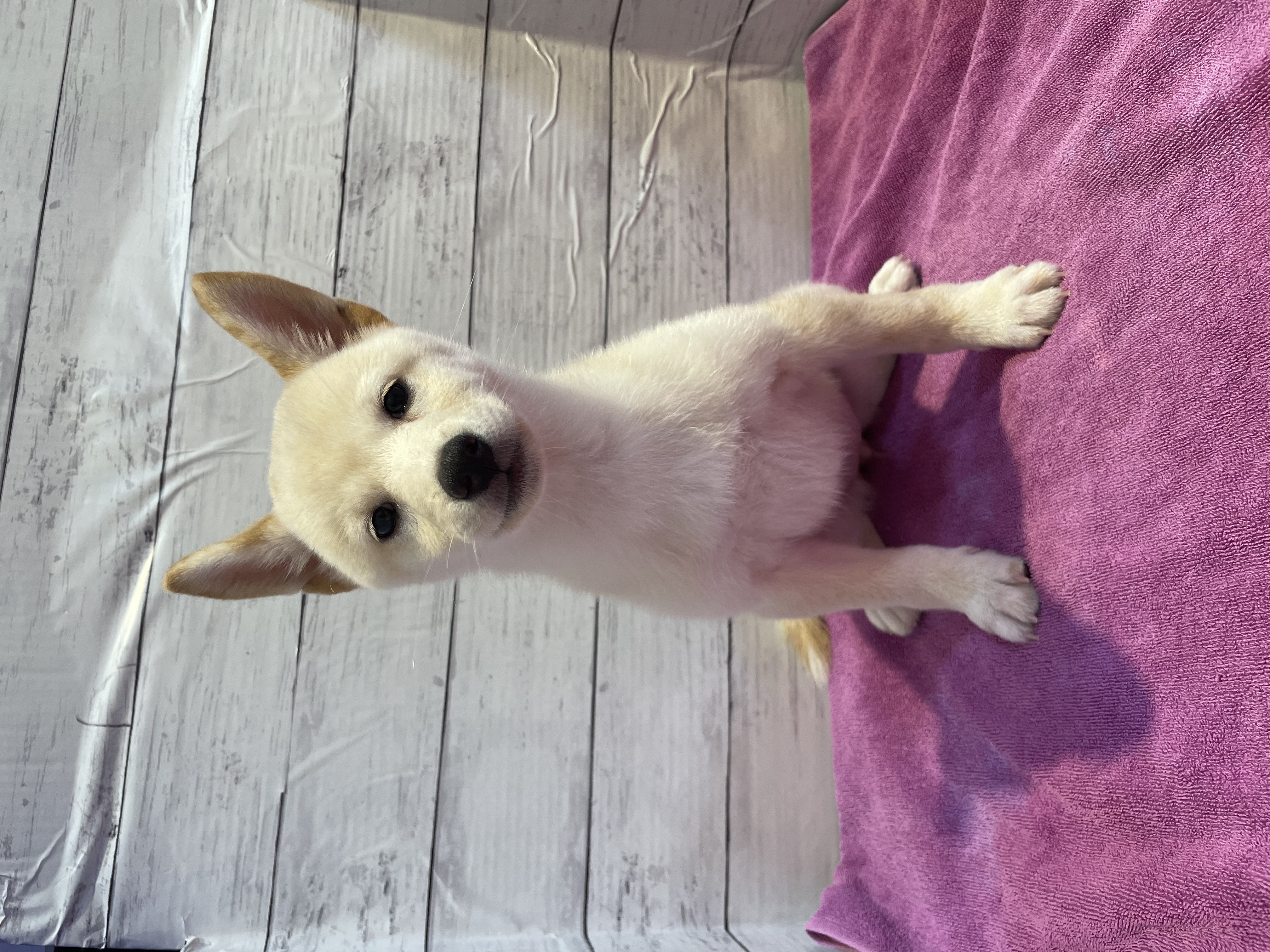 北海道の柴犬(標準サイズ) (ペットフェイス大谷地店/2026年6月29日生まれ/女の子/白)の子犬の3枚目の画像