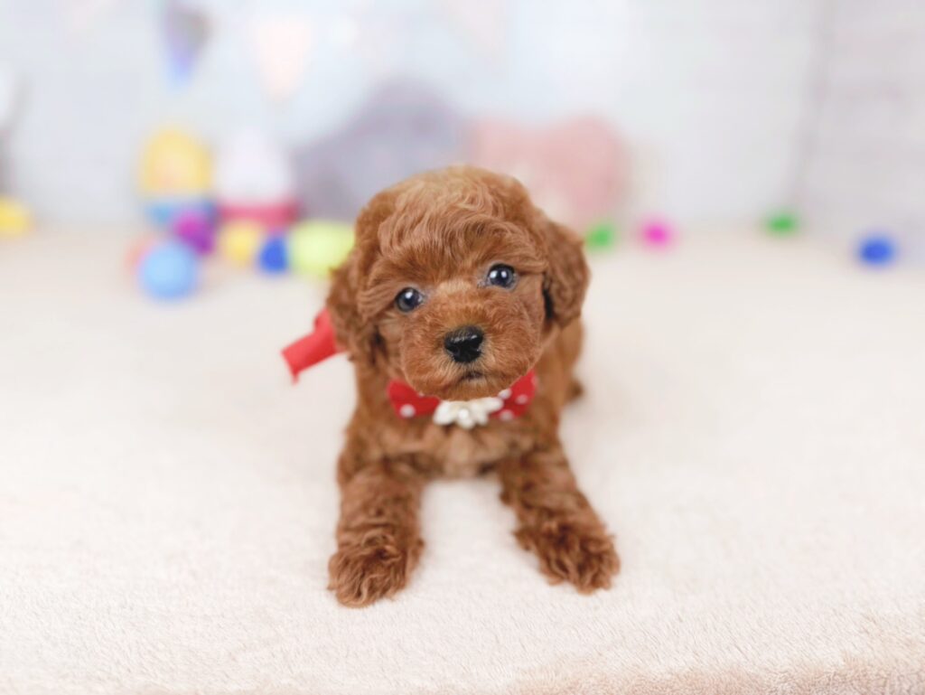 北海道のトイプードル(トイ) (ペットショップだんぼ/2026年6月11日生まれ/女の子/レッド)の子犬の3枚目の画像