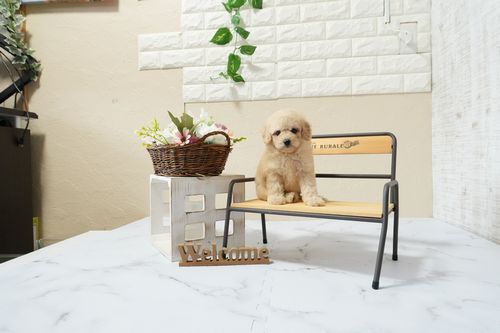 滋賀県のトイプードル(トイ) (いっぷく湖南店/2026年1月14日生まれ/女の子/ペールフォーン)の子犬の1枚目の画像