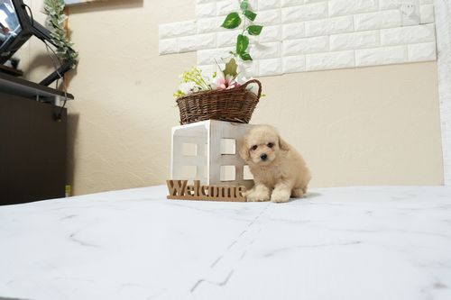 滋賀県のトイプードル(トイ) (いっぷく湖南店/2026年1月14日生まれ/女の子/ペールフォーン)の子犬の2枚目の画像