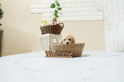 滋賀県のトイプードル(トイ) (いっぷく湖南店/2026年1月14日生まれ/女の子/ペールフォーン)の子犬の3枚目の画像