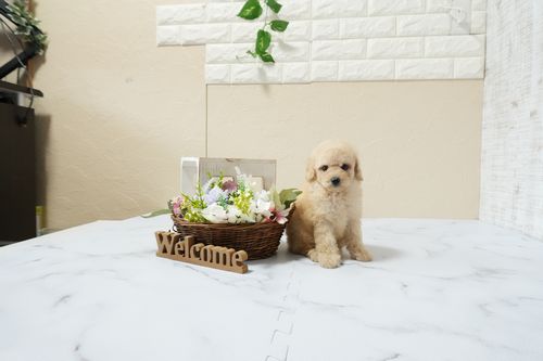 滋賀県のトイプードル(トイ) (いっぷく湖南店/2026年1月14日生まれ/女の子/ペールフォーン)の子犬の4枚目の画像