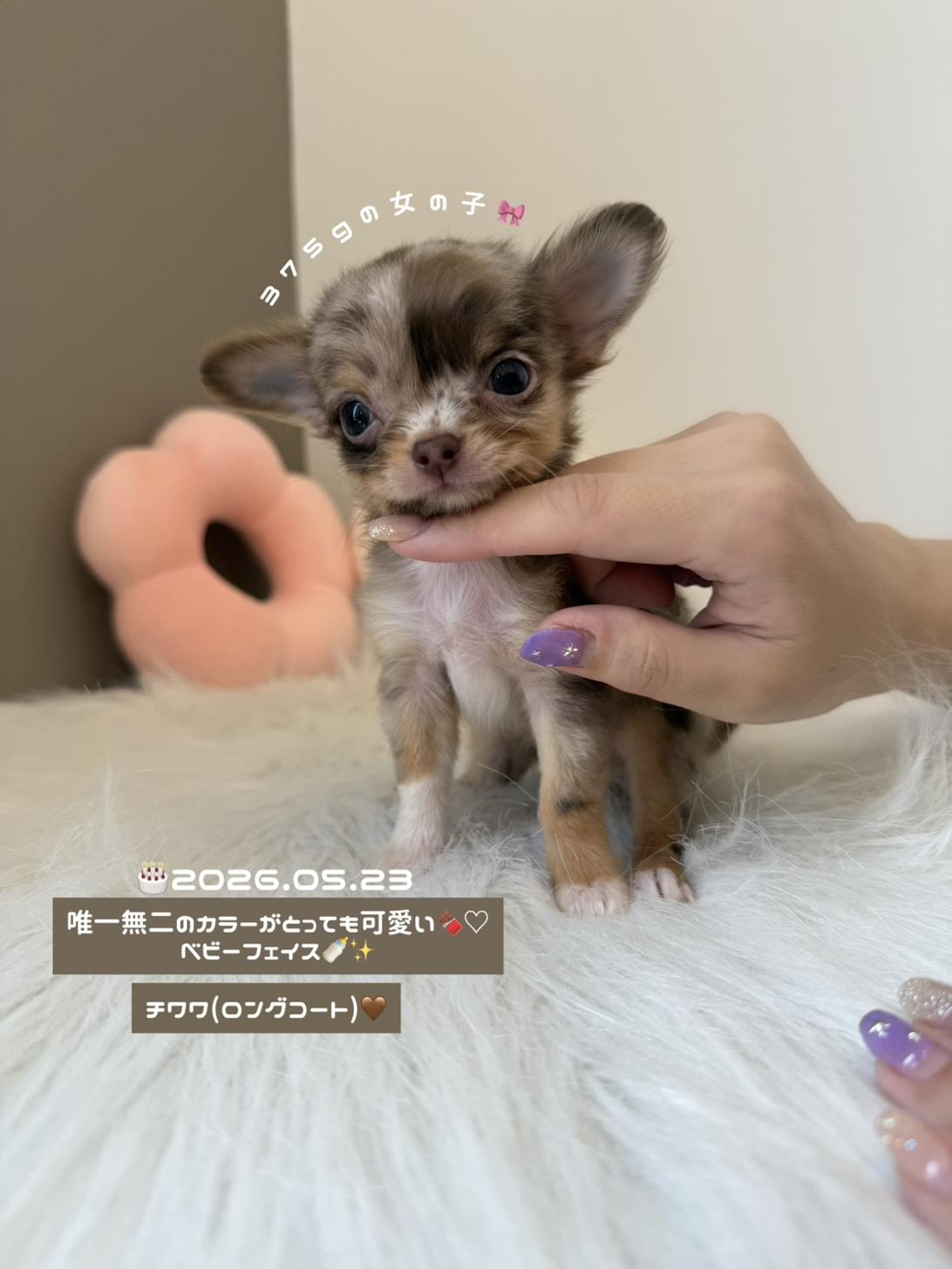 埼玉県のチワワ(ロング) (PETSHOP FATIS/2026年5月23日生まれ/女の子/チョコレートマール)の子犬の1枚目の画像