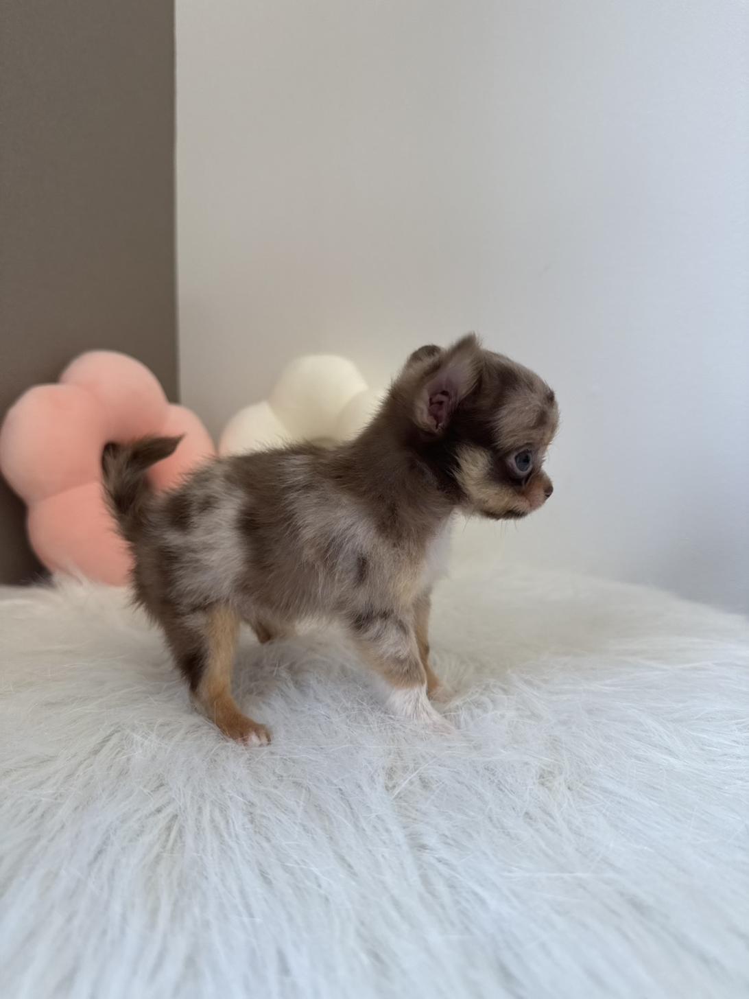 埼玉県のチワワ(ロング) (PETSHOP FATIS/2026年5月23日生まれ/女の子/チョコレートマール)の子犬の3枚目の画像