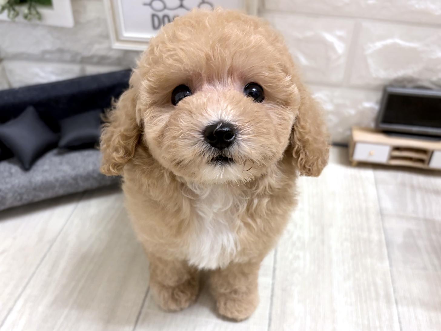 和歌山県のビションプー(ビションフリーゼ×プードル) (DOGMAN和歌山中之島店/2026年5月25日生まれ/女の子/アプリコットホワイト)の子犬の1枚目の画像