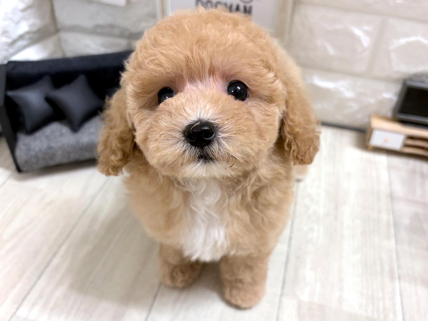 和歌山県のビションプー(ビションフリーゼ×プードル) (DOGMAN和歌山中之島店/2026年5月25日生まれ/女の子/アプリコットホワイト)の子犬の2枚目の画像